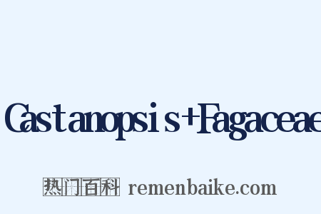 Castanopsis+Fagaceae是什么意思的图片